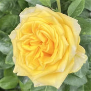 玫瑰（Rosa spp.）