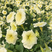 Petunia