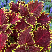 彩葉草（Coleus scutellarioides）