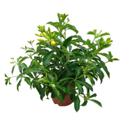 軟枝黃蟬／黃金喇叭藤（Allamanda cathartica）