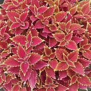 彩葉草（Coleus scutellarioides）