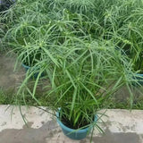 Cyperus Involucratus Rottboll