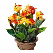 美人蕉『Warscewiczii』（Canna）