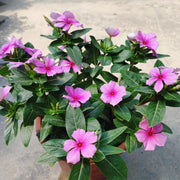 長春花／日日春（Catharanthus roseus）