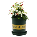 Bleeding Heart Vine (Curtain Creeper)