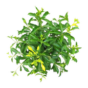 軟枝黃蟬／黃金喇叭藤（Allamanda cathartica）