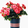 Rieger Begonia