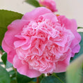 Camellia Japonica