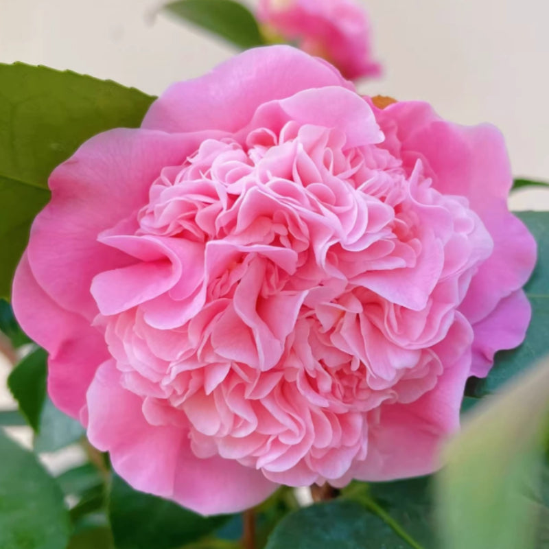 山茶花（Camellia japonica）