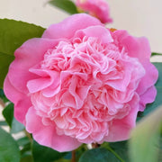 山茶花（Camellia japonica）