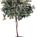 Grafted Variegated Lemon Tree