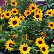 向日葵（Helianthus annuus）