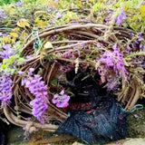 Chinese Wisteria Climbing Plant for Elegant Gardens