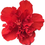 Chinese Hibiscus