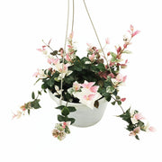 Tricolor Jasmine
