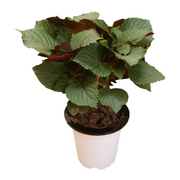 紫蘇／大葉紫蘇（Perilla frutescens）