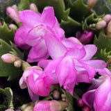 Schlumbergera Truncata