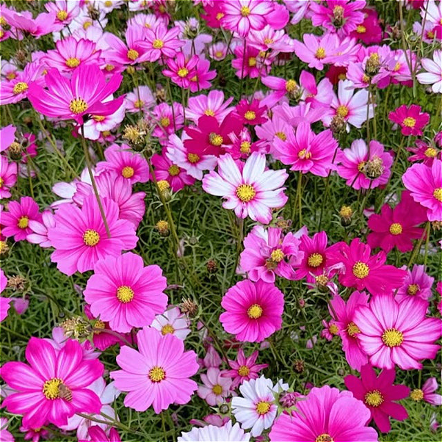 大波斯菊