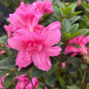 Encore Azalea