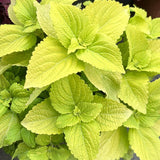 Coleus (Solenostemon scutellarioides)