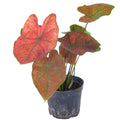 Caladium bicolor （Heart of Jesus plant）
