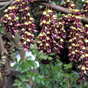 白花油麻藤（Mucuna birdwoodiana）