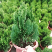 松柏類