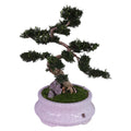 Buxus (Boxwood) Tree – Ancient Bonsai (Potted Plant)