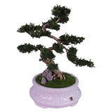 Buxus (Boxwood) Tree – Ancient Bonsai (Potted Plant)