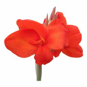 美人蕉『Warscewiczii』（Canna）