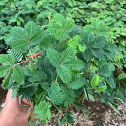 含羞草（Mimosa pudica）