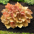 Heuchera (Coral Bells / Heuchera “Colors”)