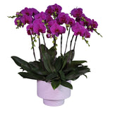 Phalaenopsis Orchid Fire Love - Fortune King Arrangement