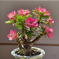Succulent Money Tree Bonsai