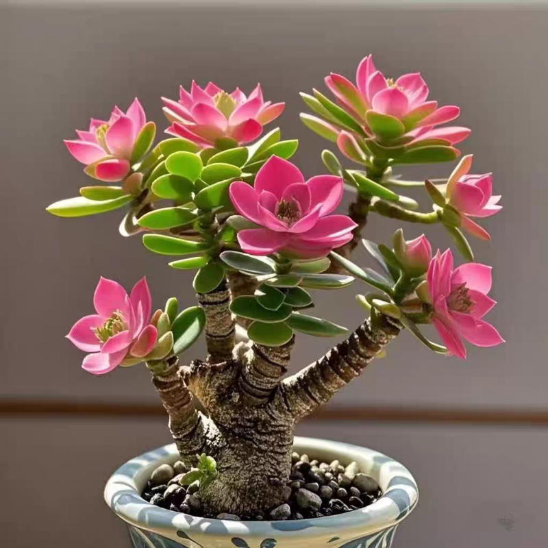Succulent Money Tree Bonsai