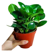 圓葉椒草／嬰兒橡膠樹（Peperomia obtusifolia）