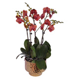 Phalaenopsis Orchid Potted Arrangement - Amber Bless