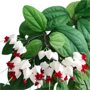 龍吐珠／垂心藤（Clerodendrum thomsoniae）
