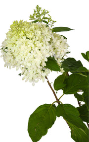 Hydrangea macrophylla