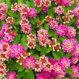 Lantana Camara