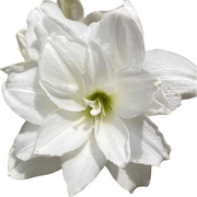 朱頂紅（Hippeastrum rutilum）