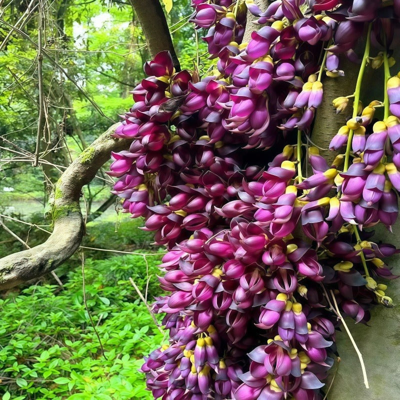 白花油麻藤（Mucuna birdwoodiana）