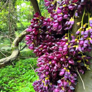 白花油麻藤（Mucuna birdwoodiana）