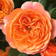 玫瑰（Rosa spp.）