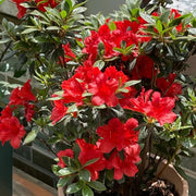 Encore Azalea