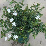 Trachelospermum Jasminoides (Star Jasmine Vine)