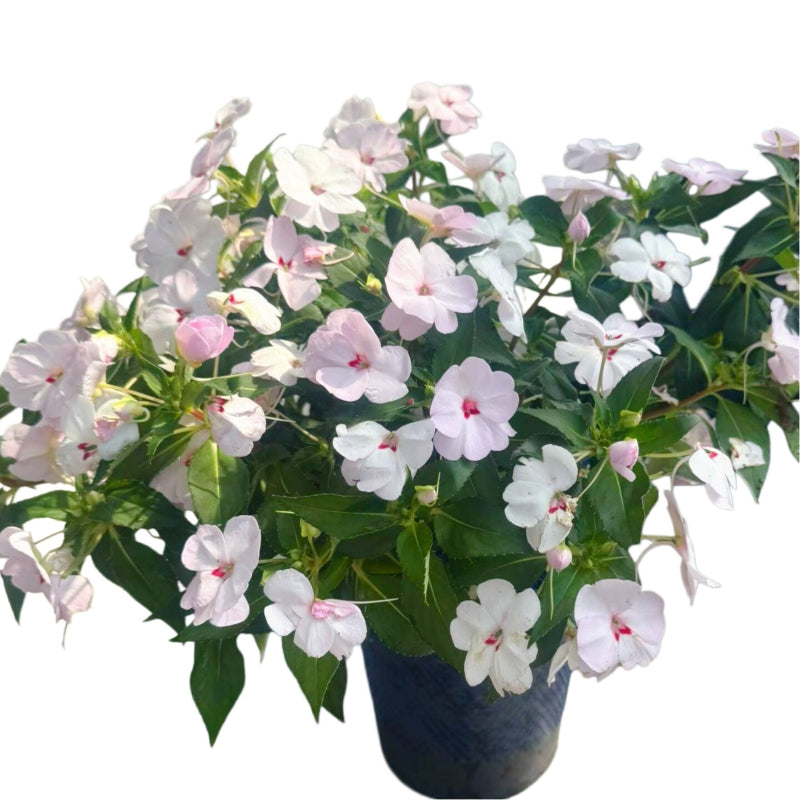 Buy Impatiens Balsamina Plants Online