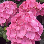 大葉繡球花（Hydrangea macrophylla）