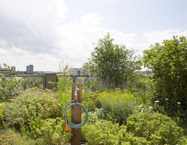 a garden filled with lots of green plants