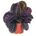 Calathea Roseopicta Dottie